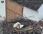 Capi_Dubne_20250425_095502.jpg
