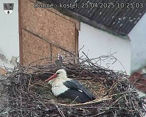 Capi_Dubne_20250425_102503.jpg (1350 x 1080)