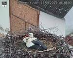 Capi_Dubne_20250425_103003.jpg