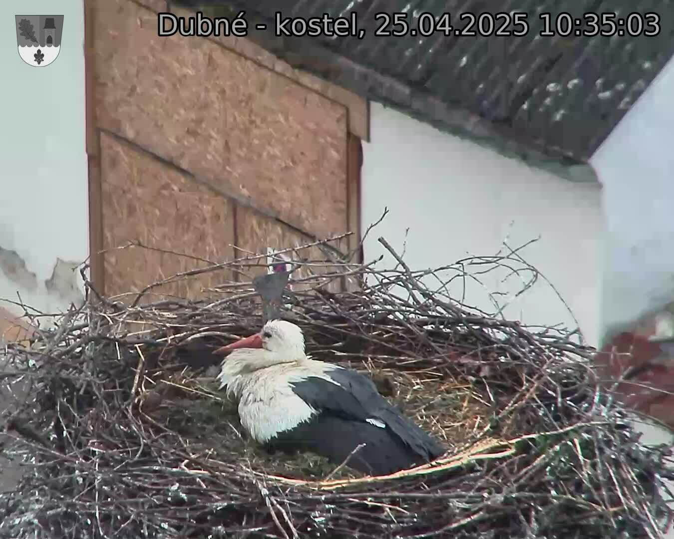 Capi_Dubne_20250425_103503.jpg (1350 x 1080)