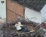 Capi_Dubne_20250425_103503.jpg