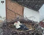 Capi_Dubne_20250425_104004.jpg