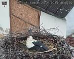 Capi_Dubne_20250425_104502.jpg