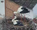 Capi_Dubne_20250425_111003.jpg