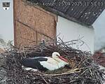 Capi_Dubne_20250425_115003.jpg