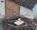 Capi_Dubne_20250425_120504.jpg