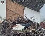 Capi_Dubne_20250425_130002.jpg