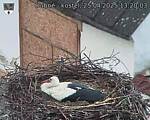 Capi_Dubne_20250425_132003.jpg