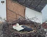 Capi_Dubne_20250425_134503.jpg