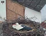 Capi_Dubne_20250425_135003.jpg