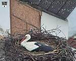 Capi_Dubne_20250425_143002.jpg