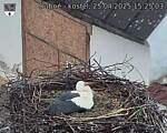 Capi_Dubne_20250425_152503.jpg