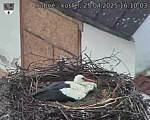 Capi_Dubne_20250425_161003.jpg
