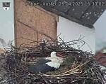 Capi_Dubne_20250425_163002.jpg