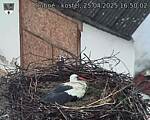 Capi_Dubne_20250425_165002.jpg
