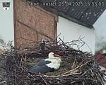 Capi_Dubne_20250425_165503.jpg