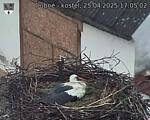Capi_Dubne_20250425_170502.jpg