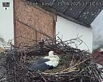 Capi_Dubne_20250425_171003.jpg