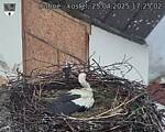 Capi_Dubne_20250425_172502.jpg