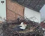 Capi_Dubne_20250425_180002.jpg
