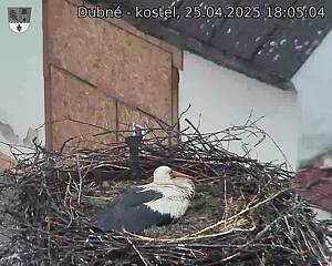 Capi_Dubne_20250425_180504.jpg (1350 x 1080)