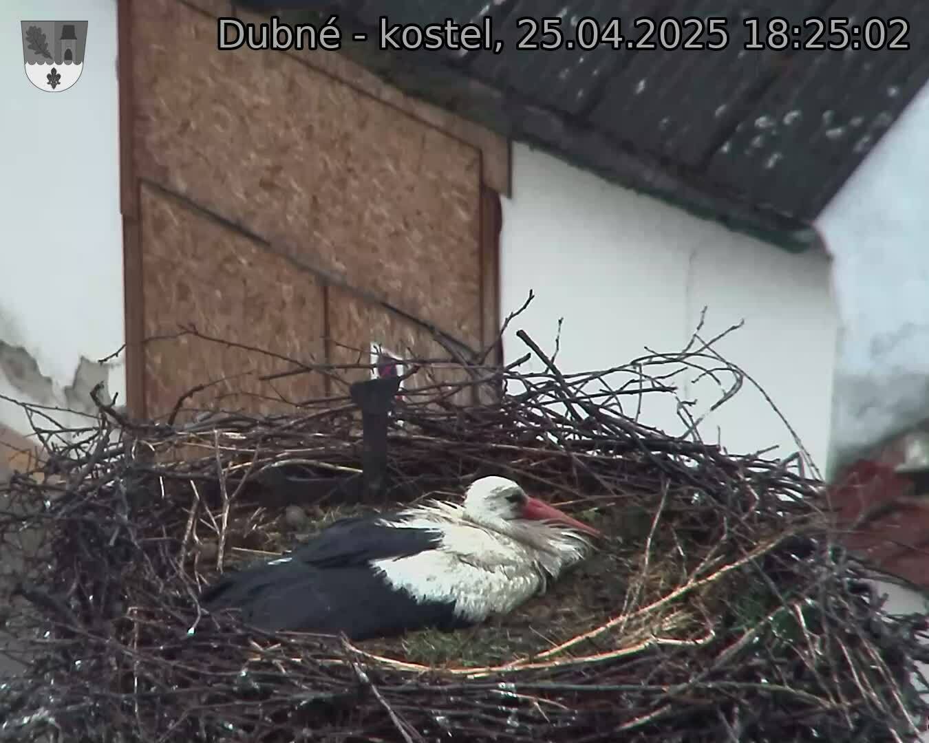 Capi_Dubne_20250425_182502.jpg (1350 x 1080)