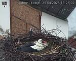 Capi_Dubne_20250425_182502.jpg