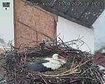 Capi_Dubne_20250425_183503.jpg