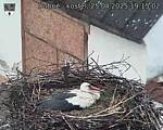 Capi_Dubne_20250425_191502.jpg