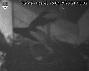 Capi_Dubne_20250425_210502.jpg (1350 x 1080)