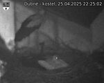 Capi_Dubne_20250425_222503.jpg