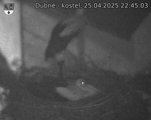 Capi_Dubne_20250425_224503.jpg (1350 x 1080)