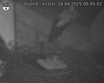 Capi_Dubne_20250426_004502.jpg