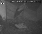 Capi_Dubne_20250426_011502.jpg