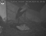 Capi_Dubne_20250426_012502.jpg