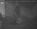Capi_Dubne_20250426_014503.jpg