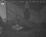 Capi_Dubne_20250426_023503.jpg