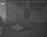 Capi_Dubne_20250426_024503.jpg