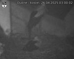 Capi_Dubne_20250426_030003.jpg
