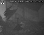 Capi_Dubne_20250426_032503.jpg