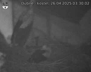 Capi_Dubne_20250426_033002.jpg (1350 x 1080)