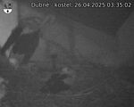 Capi_Dubne_20250426_033502.jpg