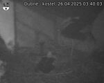 Capi_Dubne_20250426_034003.jpg