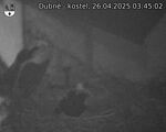 Capi_Dubne_20250426_034502.jpg
