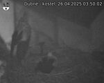 Capi_Dubne_20250426_035002.jpg