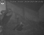 Capi_Dubne_20250426_041502.jpg