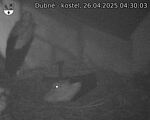 Capi_Dubne_20250426_043003.jpg