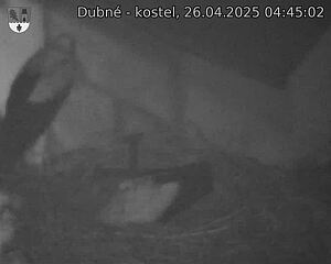 Capi_Dubne_20250426_044502.jpg (1350 x 1080)