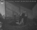 Capi_Dubne_20250426_050502.jpg