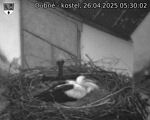 Capi_Dubne_20250426_053002.jpg